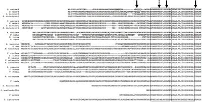 An alternative angiosperm DGAT1 topology and potential motifs in the N-terminus